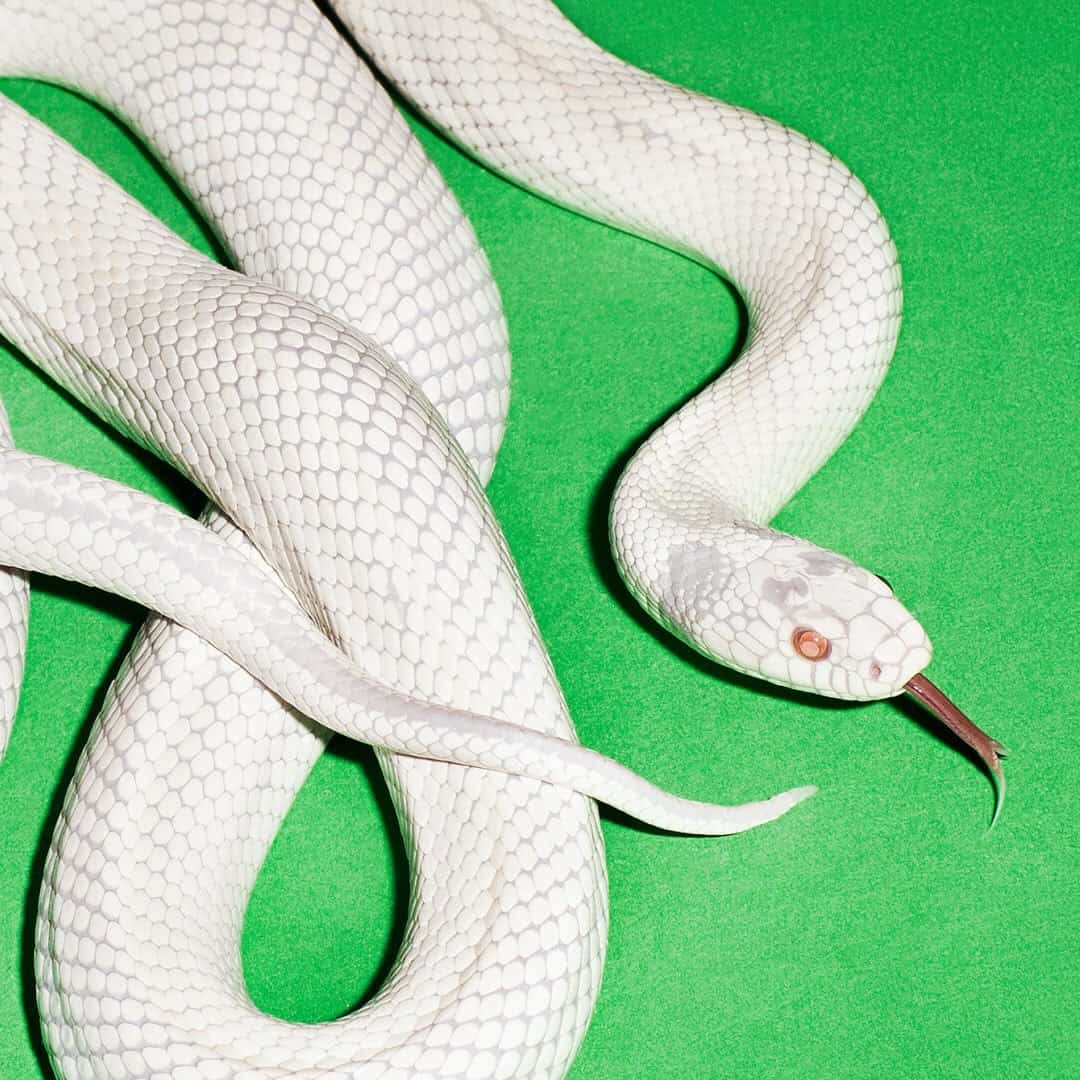 Deftones se apresenta no festival Lollapalooza Brasil 2026 em São Paulo/SP no Autódromo de Interlagos no dia sexta-feira, 20 de março de 2026, às 20:10.
O show faz parte da programação oficial do festival Lollapalooza Brasil 2026 em São Paulo, um dos maiores eventos de música do país.
A apresentação faz parte do lineup oficial do Lollapalooza Brasil 2026, festival que reúne artistas nacionais e internacionais em São Paulo.
O evento acontece no Autódromo de Interlagos, em São Paulo.
Endereço: Av. Sen. Teotônio Vilela, 261 - Jardim Malia I, São Paulo - SP, 04801-000, Brasil.
O festival Lollapalooza Brasil costuma reunir milhares de fãs de música em São Paulo, sendo um dos eventos mais aguardados do calendário cultural da cidade.
Ingressos disponíveis pelo ticketmaster. Confira no link oficial do evento: https://www.ticketmaster.com.br/event/lollapaloozabr.
Instagram do local: https://www.instagram.com/autodromointerlagos/. Instagram do artista: https://www.instagram.com/deftones/.
O show de Deftones promete atrair fãs na cidade de São Paulo.
O show de Deftones é uma das atrações confirmadas da edição 2026 do Lollapalooza Brasil em São Paulo.
Perguntas frequentes sobre o... - Deftones no Lollapalooza Brasil 2026 em São Paulo Autódromo de Interlagos sexta-feira 20 de março às 20:10